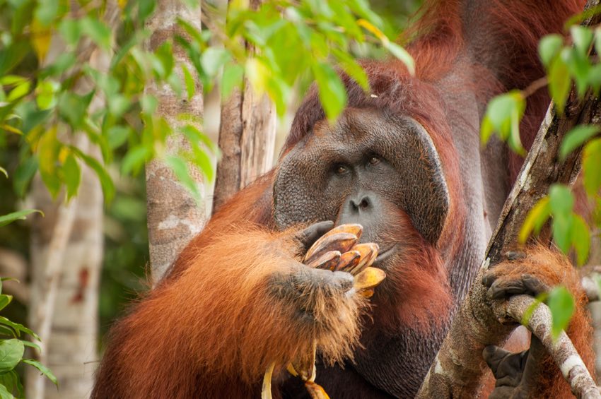 Orango del Borneo Malese durante il tour organizzato da Originaltour