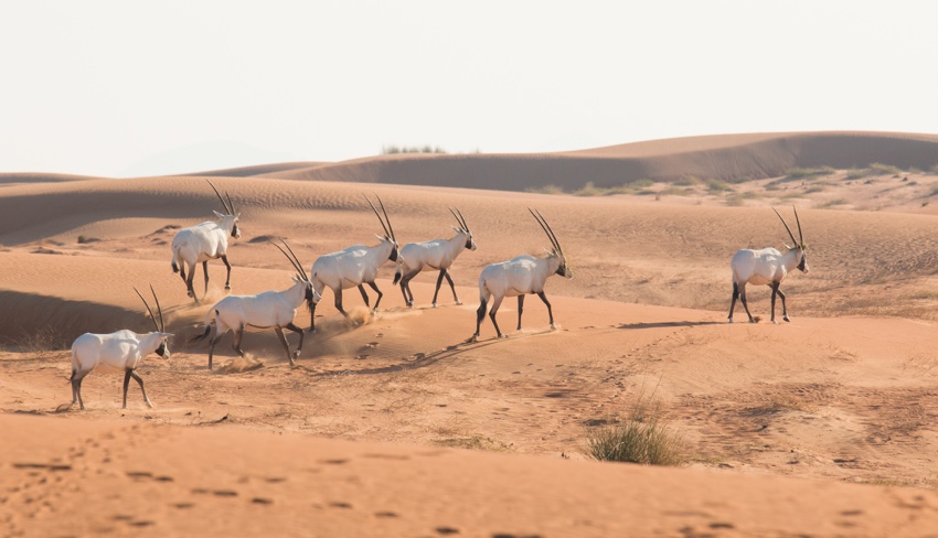 Foto animali nel deserto immortalati durante il tour in Oman