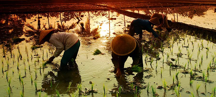 Risaia indonesiana con uomini e donne chinati a lavorare