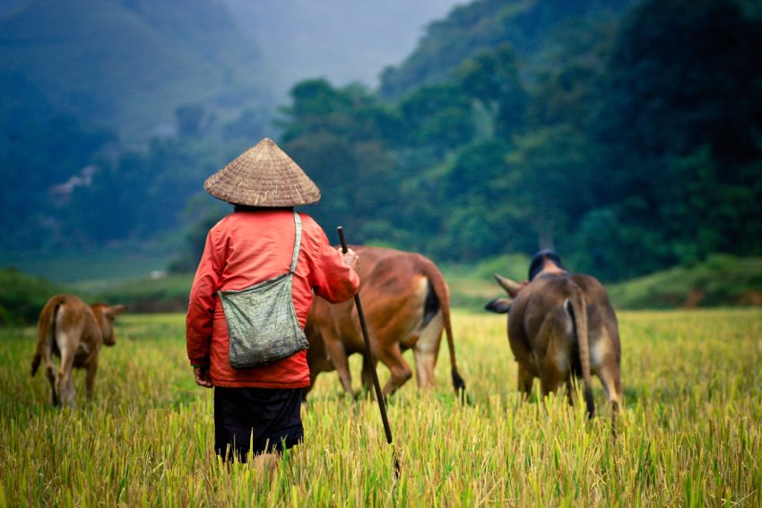 Uomo al pascolo con i propri bovini durante il viaggio a Phom Penh e Siem Reap