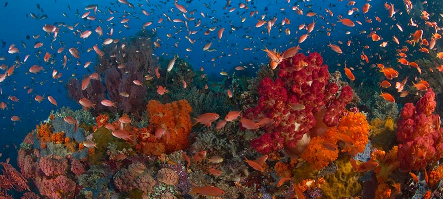 Foto di un uomo che fa diving in Indonesia durante il viaggio di Originaltour