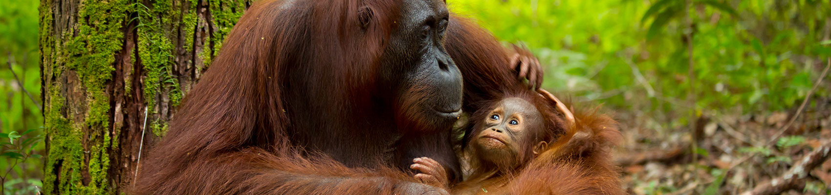 Scimmie fotografate durante il tour di lusso combinato a Singapore, Kalimantan e mare in Indonesia
