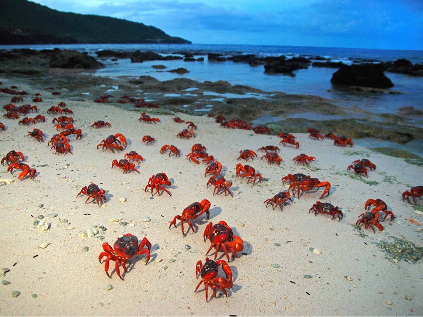 tourism on christmas island